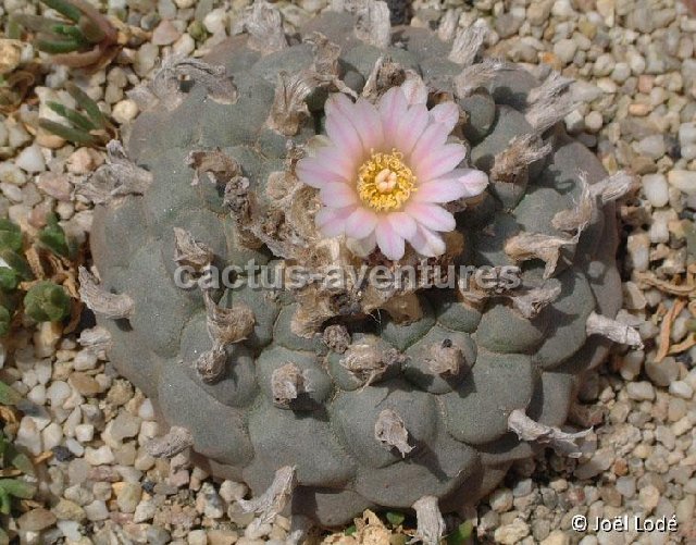 Lophophora williamsii  JLcoll.2481